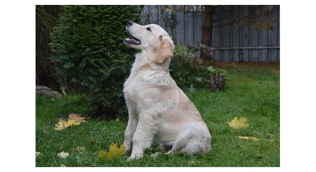 Щенки папийона (папильона) в питомнике Бон Плезир Щенки папийона (папильона) в питомнике Бон Плезир