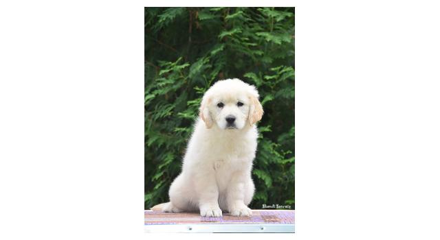 Щенки папийона (папильона) в питомнике Бон Плезир Щенки папийона (папильона) в питомнике Бон Плезир