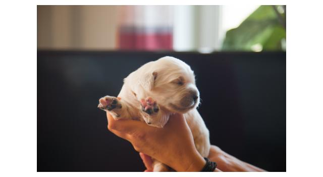 Щенки папийона (папильона) в питомнике Бон Плезир Щенки папийона (папильона) в питомнике Бон Плезир