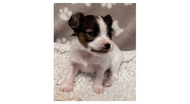 Щенки папийона (папильона) в питомнике Бон Плезир Щенки папийона (папильона) в питомнике Бон Плезир