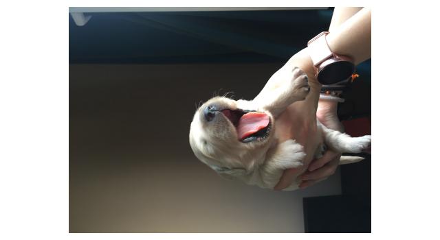 Щенки папийона (папильона) в питомнике Бон Плезир Щенки папийона (папильона) в питомнике Бон Плезир