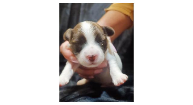 Щенки папийона (папильона) в питомнике Бон Плезир Щенки папийона (папильона) в питомнике Бон Плезир