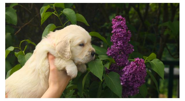 Щенки папийона (папильона) в питомнике Бон Плезир Щенки папийона (папильона) в питомнике Бон Плезир