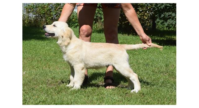 Щенки папийона (папильона) в питомнике Бон Плезир Щенки папийона (папильона) в питомнике Бон Плезир