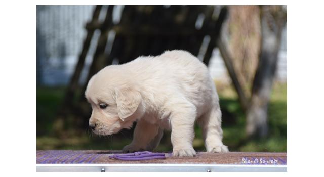 Puppies of papillon in Bon Plaisir Kennel Puppies of papillon in Bon Plaisir Kennel