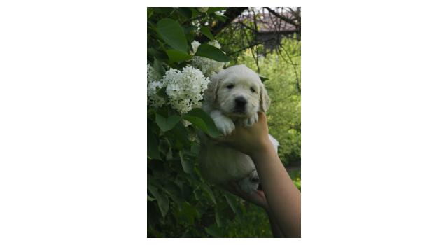Щенки папийона (папильона) в питомнике Бон Плезир Щенки папийона (папильона) в питомнике Бон Плезир