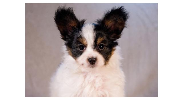 Щенки папийона (папильона) в питомнике Бон Плезир Щенки папийона (папильона) в питомнике Бон Плезир