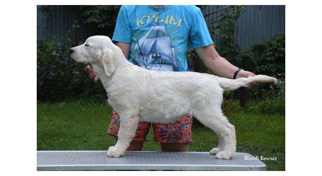 Puppies of papillon in Bon Plaisir Kennel Puppies of papillon in Bon Plaisir Kennel