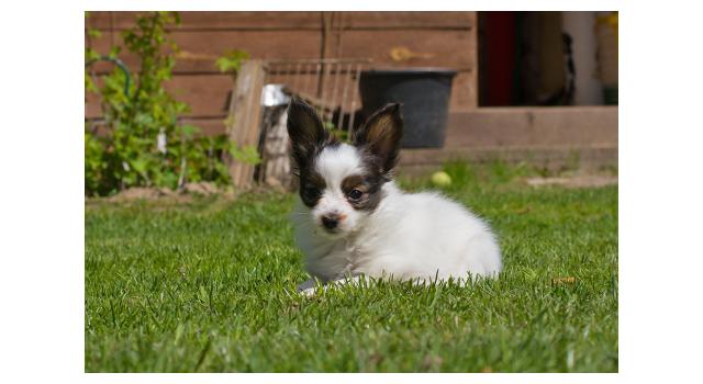 Щенки папийона (папильона) в питомнике Бон Плезир Щенки папийона (папильона) в питомнике Бон Плезир