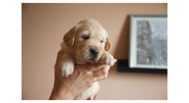 Щенки папийона (папильона) в питомнике Бон Плезир Щенки папийона (папильона) в питомнике Бон Плезир