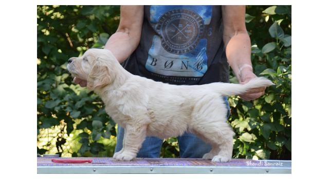 Щенки папийона (папильона) в питомнике Бон Плезир Щенки папийона (папильона) в питомнике Бон Плезир