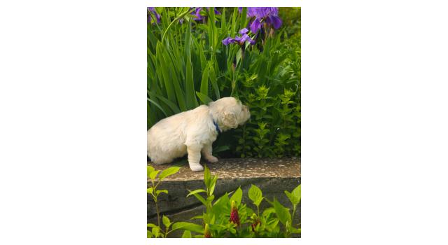 Щенки папийона (папильона) в питомнике Бон Плезир Щенки папийона (папильона) в питомнике Бон Плезир