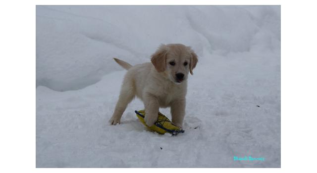 Щенки папийона (папильона) в питомнике Бон Плезир Щенки папийона (папильона) в питомнике Бон Плезир