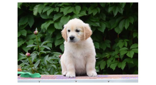 Щенки папийона (папильона) в питомнике Бон Плезир Щенки папийона (папильона) в питомнике Бон Плезир