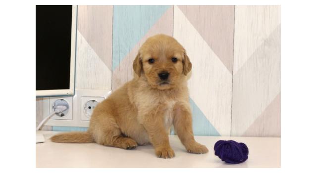 Щенки папийона (папильона) в питомнике Бон Плезир Щенки папийона (папильона) в питомнике Бон Плезир