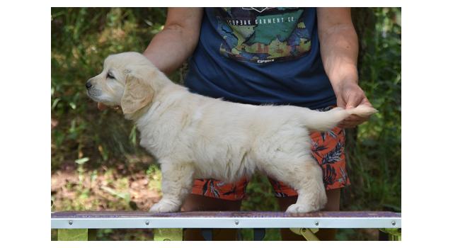 Щенки папийона (папильона) в питомнике Бон Плезир Щенки папийона (папильона) в питомнике Бон Плезир