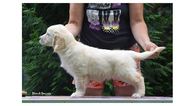 Щенки папийона (папильона) в питомнике Бон Плезир Щенки папийона (папильона) в питомнике Бон Плезир