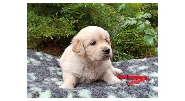 Щенки папийона (папильона) в питомнике Бон Плезир Щенки папийона (папильона) в питомнике Бон Плезир