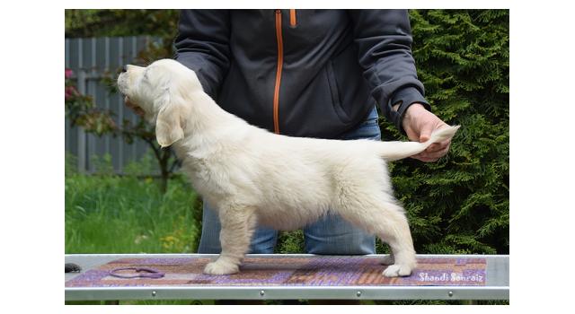Puppies of papillon in Bon Plaisir Kennel Puppies of papillon in Bon Plaisir Kennel