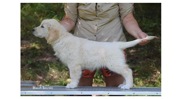 Щенки папийона (папильона) в питомнике Бон Плезир Щенки папийона (папильона) в питомнике Бон Плезир