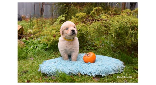 Щенки папийона (папильона) в питомнике Бон Плезир Щенки папийона (папильона) в питомнике Бон Плезир