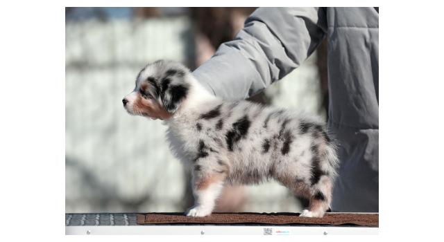 Щенки папийона (папильона) в питомнике Бон Плезир Щенки папийона (папильона) в питомнике Бон Плезир
