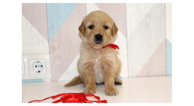 Щенки папийона (папильона) в питомнике Бон Плезир Щенки папийона (папильона) в питомнике Бон Плезир