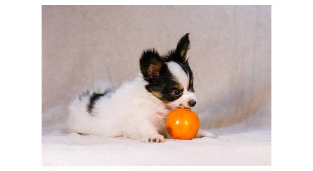 Щенки папийона (папильона) в питомнике Бон Плезир Щенки папийона (папильона) в питомнике Бон Плезир