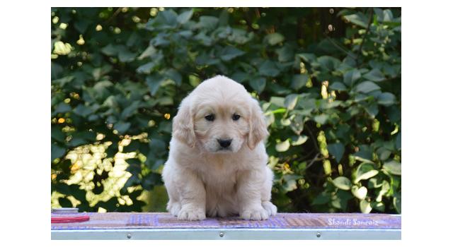 Щенки папийона (папильона) в питомнике Бон Плезир Щенки папийона (папильона) в питомнике Бон Плезир