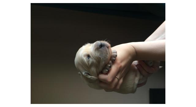 Щенки папийона (папильона) в питомнике Бон Плезир Щенки папийона (папильона) в питомнике Бон Плезир