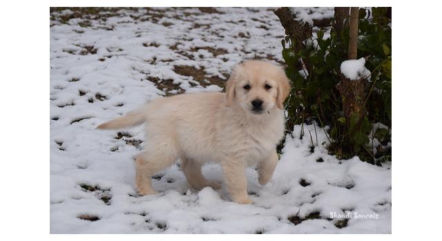 Щенки папийона (папильона) в питомнике Бон Плезир Щенки папийона (папильона) в питомнике Бон Плезир