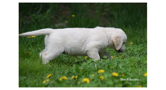 Puppies of papillon in Bon Plaisir Kennel Puppies of papillon in Bon Plaisir Kennel