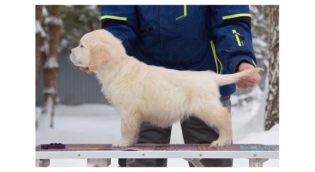 Щенки папийона (папильона) в питомнике Бон Плезир Щенки папийона (папильона) в питомнике Бон Плезир