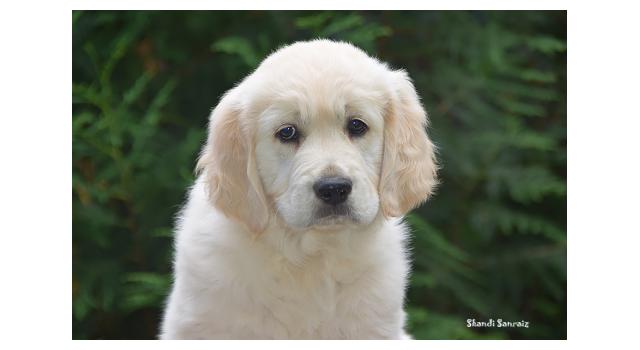 Щенки папийона (папильона) в питомнике Бон Плезир Щенки папийона (папильона) в питомнике Бон Плезир