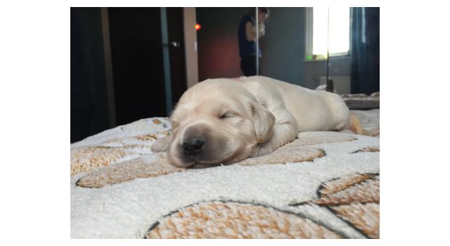 Щенки папийона (папильона) в питомнике Бон Плезир Щенки папийона (папильона) в питомнике Бон Плезир