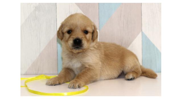 Щенки папийона (папильона) в питомнике Бон Плезир Щенки папийона (папильона) в питомнике Бон Плезир