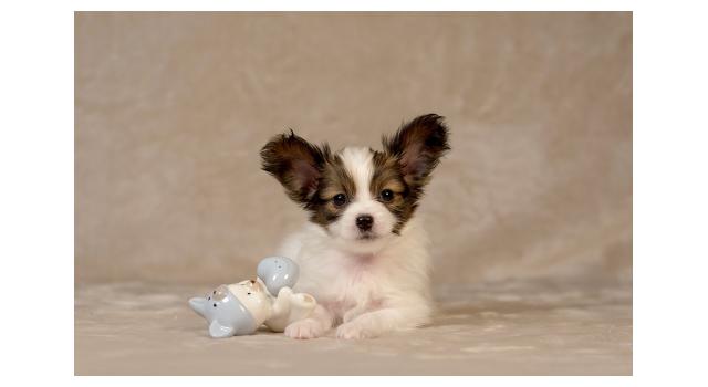 Щенки папийона (папильона) в питомнике Бон Плезир Щенки папийона (папильона) в питомнике Бон Плезир