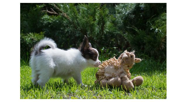 Щенки папийона (папильона) в питомнике Бон Плезир Щенки папийона (папильона) в питомнике Бон Плезир