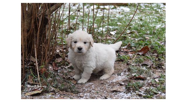 Щенки папийона (папильона) в питомнике Бон Плезир Щенки папийона (папильона) в питомнике Бон Плезир