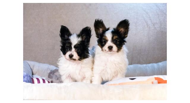 Щенки папийона (папильона) в питомнике Бон Плезир Щенки папийона (папильона) в питомнике Бон Плезир