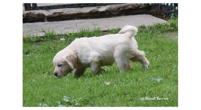 Щенки папийона (папильона) в питомнике Бон Плезир Щенки папийона (папильона) в питомнике Бон Плезир