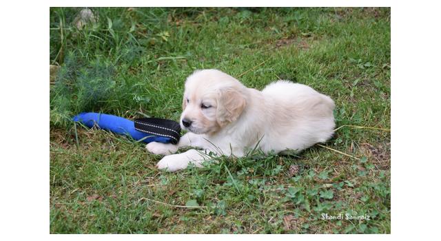 Щенки папийона (папильона) в питомнике Бон Плезир Щенки папийона (папильона) в питомнике Бон Плезир