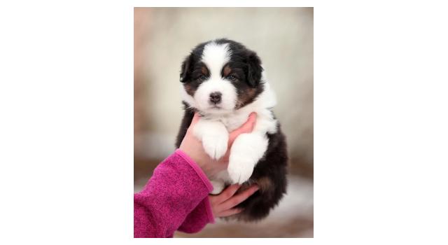 Щенки папийона (папильона) в питомнике Бон Плезир Щенки папийона (папильона) в питомнике Бон Плезир