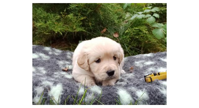 Щенки папийона (папильона) в питомнике Бон Плезир Щенки папийона (папильона) в питомнике Бон Плезир