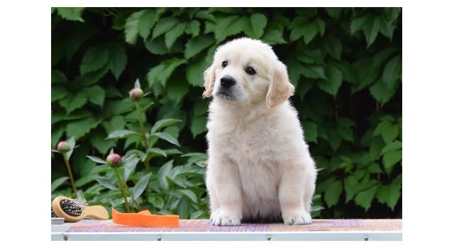 Щенки папийона (папильона) в питомнике Бон Плезир Щенки папийона (папильона) в питомнике Бон Плезир