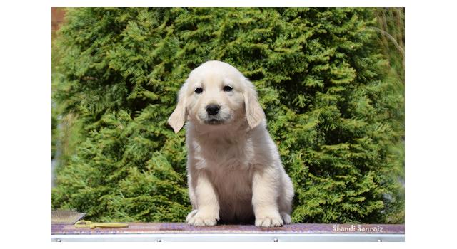 Puppies of papillon in Bon Plaisir Kennel Puppies of papillon in Bon Plaisir Kennel