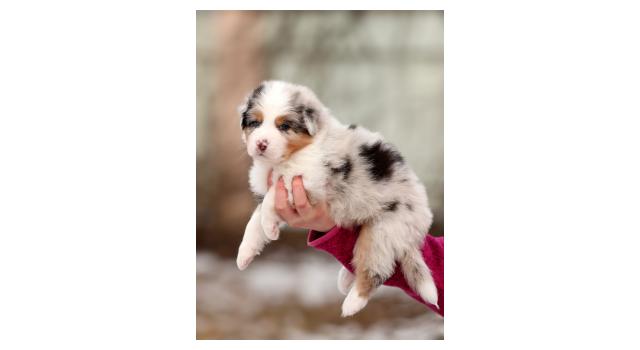 Щенки папийона (папильона) в питомнике Бон Плезир Щенки папийона (папильона) в питомнике Бон Плезир