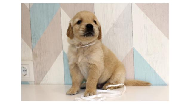 Щенки папийона (папильона) в питомнике Бон Плезир Щенки папийона (папильона) в питомнике Бон Плезир