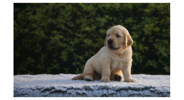Щенки папийона (папильона) в питомнике Бон Плезир Щенки папийона (папильона) в питомнике Бон Плезир