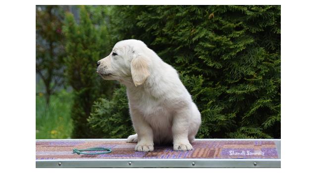 Puppies of papillon in Bon Plaisir Kennel Puppies of papillon in Bon Plaisir Kennel